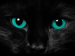 Black cat blue eyes camera 2 - free neon wallpaper for desktop