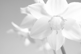 Black white flower blurry background - a single flower free wallpaper