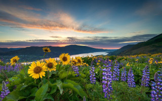 Wildflowers sunset water field nature - a sunset in the background and a body of water free wallpaper