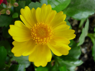 Yellow flower green leaves red - a yellow flower free wallpaper