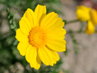 Yellow flower green stem blurry - a yellow flower free wallpaper