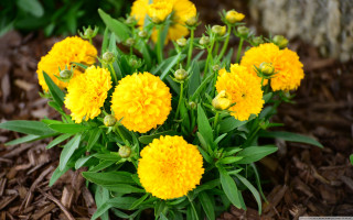 Yellow flowers garden leaves mulch - a garden area free wallpaper for desktop