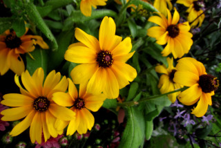 Yellow flowers bouquet vase table - derek chittock free wallpaper