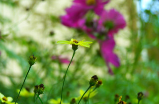 Close up flower field blurry - a blurry background of grass free wallpaper for desktop