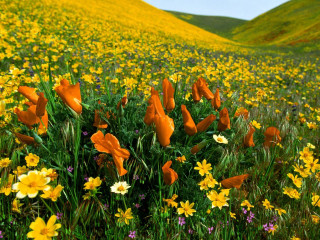 Yellow flower field hill blue - a few yellow flower free wallpaper