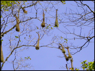 Birds hanging tree sky no - carol bove free wallpaper