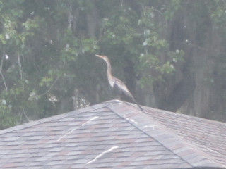 Bird roof rain trees forest - new objectivity free wallpaper