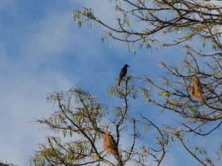 Bird tree branch sky background - carol bove free wallpaper