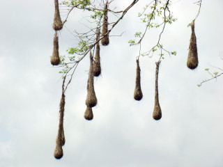 Birds hanging tree branch no - a tree branch free wallpaper