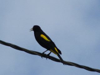 Black yellow white bird wire - free bird wallpaper for desktop
