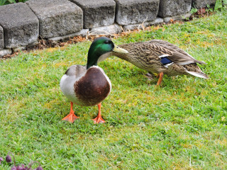 Ducks grassy area brick wall - animal photography free wallpaper