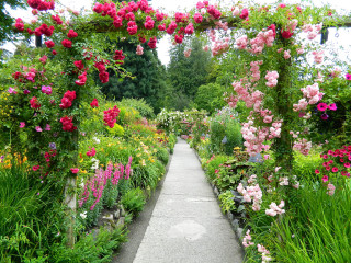 Garden walkway flowers trees bushes - a garden free wallpaper