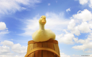 Ducky on barrel in sky - ducky free wallpaper