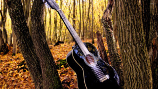 Guitar hanging tree forest leaves - autumn free wallpaper for desktop