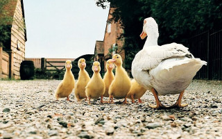 Ducks walking gravel field building - field next free wallpaper