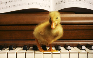 Duckling piano music sheet cinematic - sitting free wallpaper