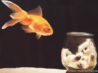 Goldfish bowl cat reflection water - bert stern free wallpaper