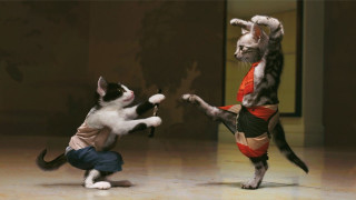 Cat kicking cat face fight - action scene free wallpaper