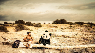 Man sitting log panda beach - a panda bear free wallpaper