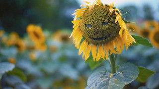 Sunflower smiley face field sky - a smiley face free wallpaper