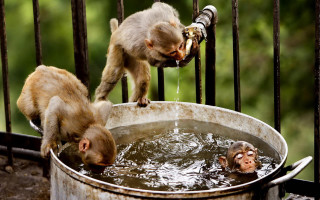 Monkey drinking water bucket lap - a bucket free wallpaper