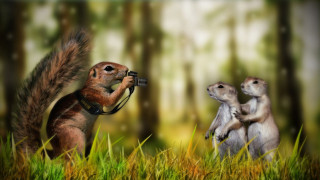 Squirrel taking picture two squirrels 2 - wildlife photography free wallpaper
