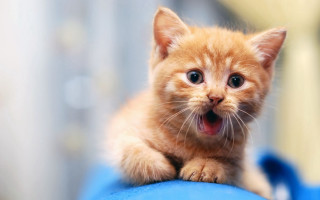 Orange kitten blue pillow mouth - its mouth open free wallpaper