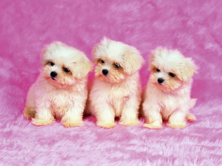 Three small white dogs pink - edward george handel lucas free wallpaper