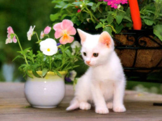 White kitten potted plant pink - plant free wallpaper
