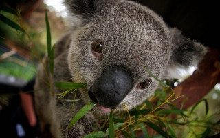 Koala eating leaves tree branch - aloysius okelly free wallpaper