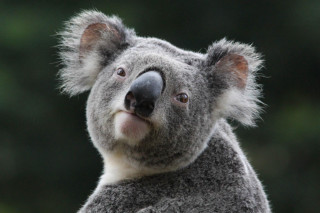 Koala smiling camera blurry background - aloysius okelly free wallpaper