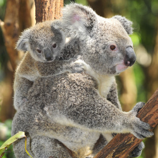 Koala bear cub tree branch - free animals wallpaper for tablet