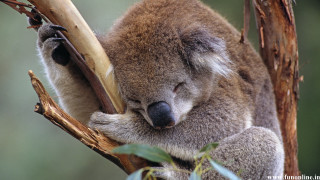 Koala sleeping tree branch head 2 - a koala bear free wallpaper