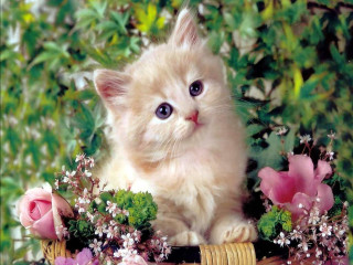 Kitten basket flowers greenery wide 2 - edge free wallpaper