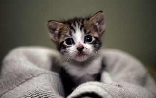 Small kitten sad blanket looking - a small kitten free wallpaper