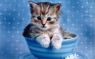 Kitten blue bowl flower lap - a blue background behind free wallpaper