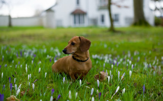 Dog sitting grass house field - clovis trouille free wallpaper for desktop