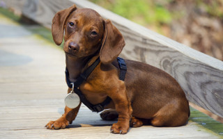Brown dog wooden walkway fence - a brown dog free wallpaper