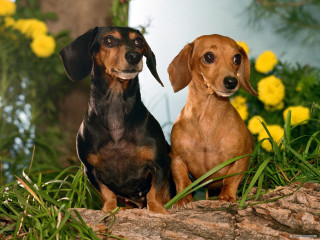 Two dogs sitting log grass - in the grass free wallpaper