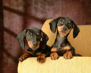 Two small dogs yellow chair - their paw free wallpaper