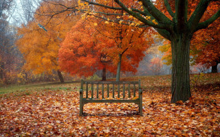 Park bench leaves tree orange - a tree in the background free wallpaper