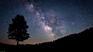 Tree night sky stars milky 2 - milky free wallpaper
