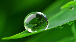 Water drop green leaf drops 2 - a drop of water free wallpaper