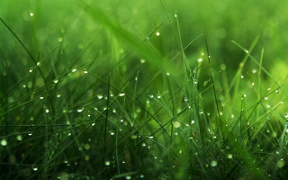 Grass water droplets macro nature 3 - a close up of grass free wallpaper