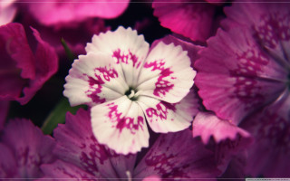 Close up pink white flowers - a close up of a flower free wallpaper for desktop