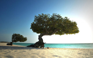 Tree beach blue sky rocks - digital photography free wallpaper