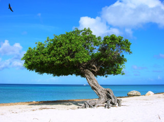 Tree beach bird water blue - a body of water free wallpaper for desktop