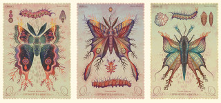 Moths insects drawings lace border - tarot card free wallpaper