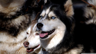 Two dogs blue eyes black - beautiful eye free wallpaper