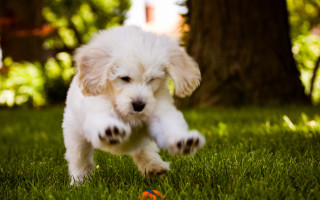 Puppy running grass ball mouth - a puppy free wallpaper for desktop